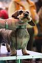 Crufts2011_2 1478